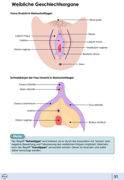 Anatomie II.III - Becken- und Geschlechtsorgane